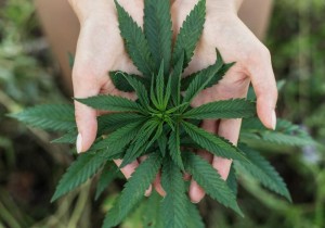 marijuana-hands-bigstock