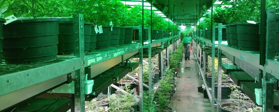 Recreational marijuana cultivation applications